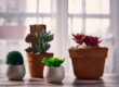 Guide to Choosing the Perfect Container for Your Plants